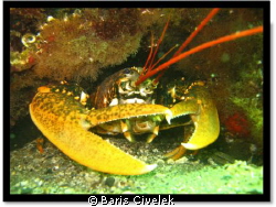 Avsa Island - Marmara - Lobster by Baris Civelek 